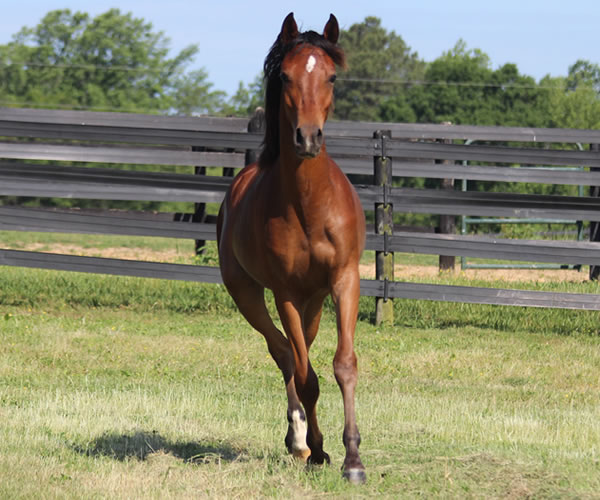 Royally Bred, 2014 filly (Thoroughbred x Royal Atheena) bred by Cre Run Farm